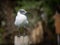 Laughing gull posing