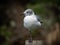 Laughing gull posing