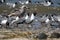 Laughing gull scavenging for eggs of Horseshoe crabs.