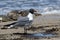 Laughing gull scavenging for eggs of Horseshoe crabs.