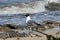 Laughing gull scavenging for eggs of Horseshoe crabs.