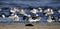 Laughing Gull shorebirds on beach, Hilton Head Island