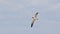 Laughing gull soaring against a blue sky