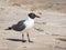 Laughing gull standing