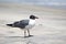 Laughing gull standing on a beach in Florida