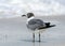 Laughing Gull standing on wet sand