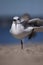 Laughing Gull stretching