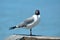 Laughing gull on wooden pier