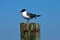 Laughing gull in wooden pole