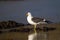 Laughing gull with yellow legs