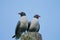 Laughing gulls