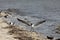 Laughing Gulls