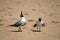 Laughing Gulls with Attitude!
