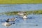 Laughing Gulls Bathing in Marsh