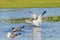 Laughing Gulls in Breeding Plumage Threat Display