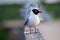 Laughing gulls are on the bridge through the lake in Northern Canada