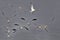 Laughing Gulls flock over South Padre Island, Texas