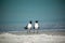 Laughing Gulls on a Florida Beach