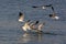 Laughing Gulls (Larus atricilla)