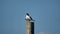 Laughing gulls on a pole