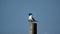 Laughing gulls on a pole