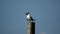 Laughing gulls on a pole