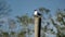 Laughing gulls on a pole