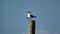 Laughing gulls on a pole