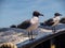 Laughing Gulls Rest on Ferry Rail