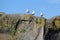 Laughing gulls on rock