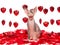 Laughing hairless Sphynx kitten with red hearts