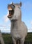 Laughing Icelandic Horse