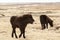 Laughing Icelandic pony on a meadow