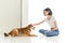 Laughing jocund young asian woman sitting on the floor playing with her Shiba Inu Japanese dog