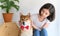 Laughing jocund young asian woman sitting on the floor playing with her Shiba Inu Japanese dog