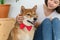 Laughing jocund young asian woman sitting on the floor playing with her Shiba Inu Japanese dog