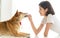 Laughing jocund young asian woman sitting on the floor playing with her Shiba Inu Japanese dog