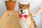 Laughing jocund young asian woman sitting on the floor playing with her Shiba Inu Japanese dog, Cheerful and nice couple with