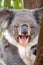 Laughing koala
