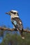 Laughing Kookaburra