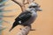 Laughing kookaburra