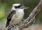 Laughing Kookaburra