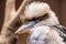 Laughing kookaburra