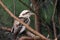 Laughing Kookaburra