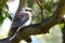 Laughing Kookaburra, Australia