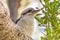 Laughing Kookaburra in a Banksia Tree