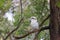 Laughing Kookaburra on the branch