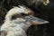 Laughing kookaburra (Dacelo novaeguineae).