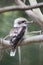 Laughing Kookaburra (Dacelo novaeguineae)