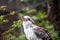 Laughing Kookaburra (Dacelo novaeguineae) - Eastern Australia\\\'s Bush Serenader